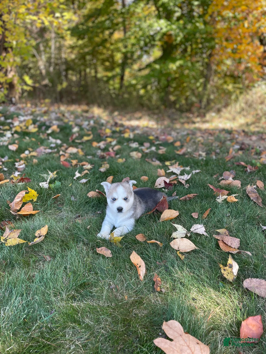 Gerberian Shepsky dogs for sale: Nova - Ad 3