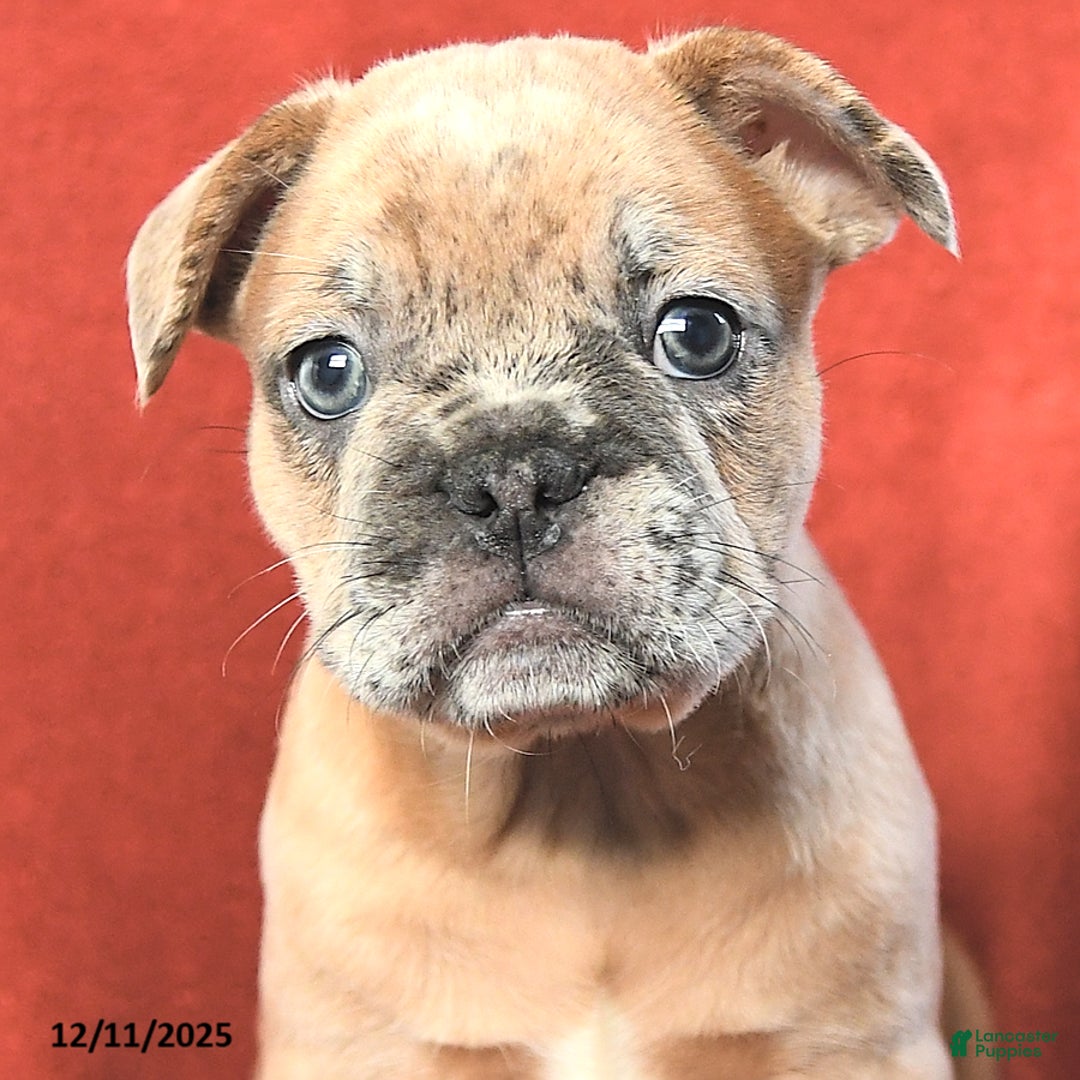 French Bulldog dogs for sale: Archie - Ad 5