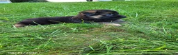 German Shepherd dogs for sale: Dallas - Ad 3