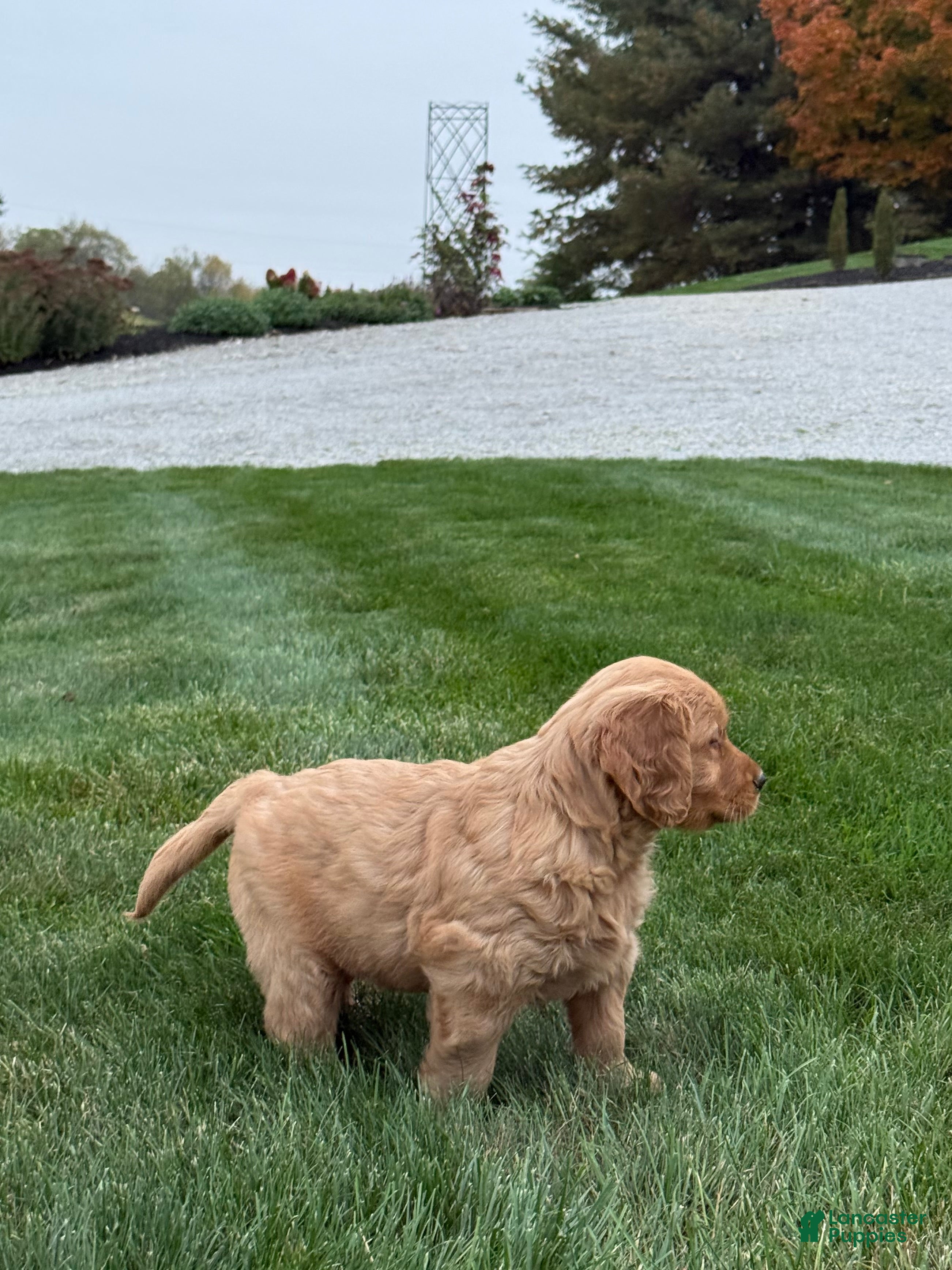 Golden Retriever dogs Nash - Ad 2