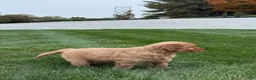 Golden Retriever dogs for sale: Nash - Ad 2