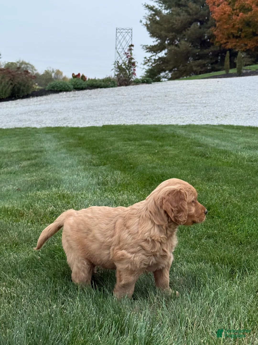 Golden Retriever dogs for sale: Nash - Ad 2