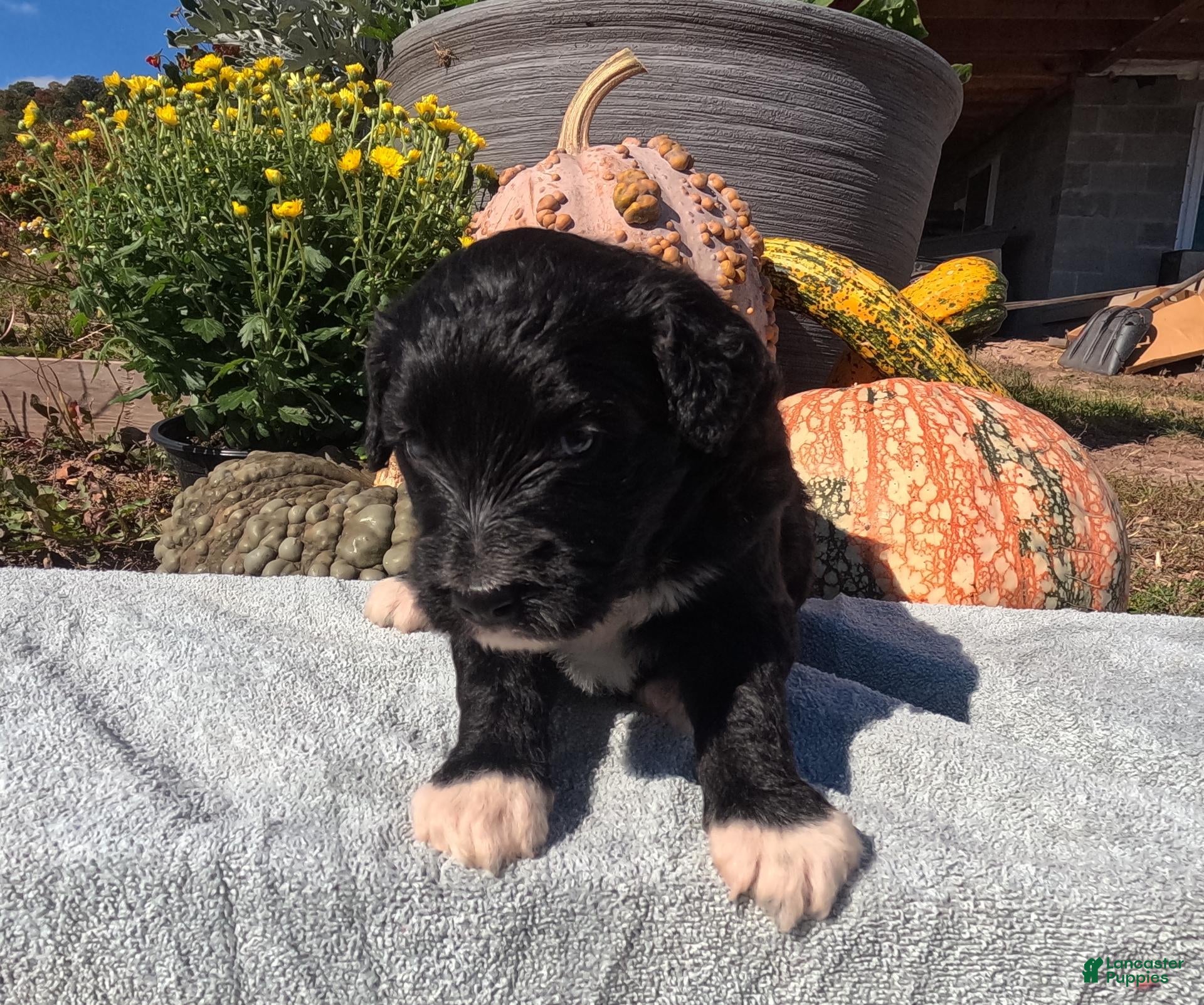Bernedoodle dogs for sale: Abby - Ad 1