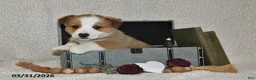 Welsh Corgi Pembroke dogs for sale: Romeo - Ad 1