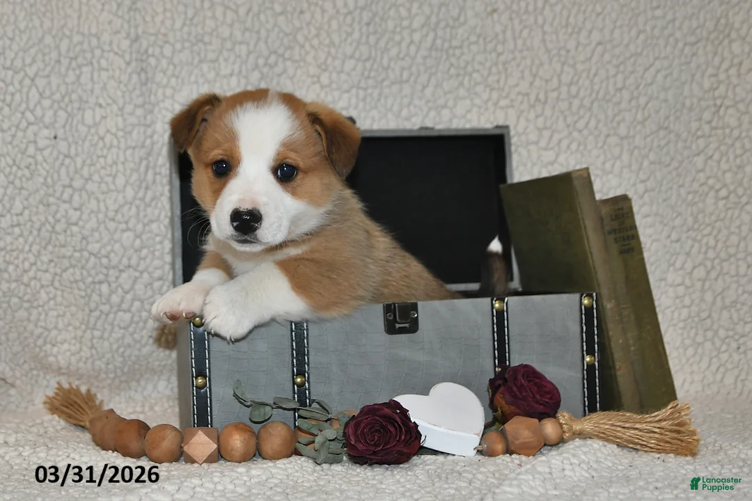 Welsh Corgi Pembroke dogs for sale: Romeo - Ad 1