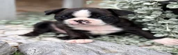 Boston Terrier dogs for sale: Keeth - Ad 9