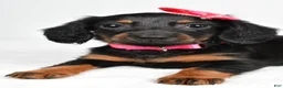 Miniature Dachshund dogs for sale: Maddie - Ad 4