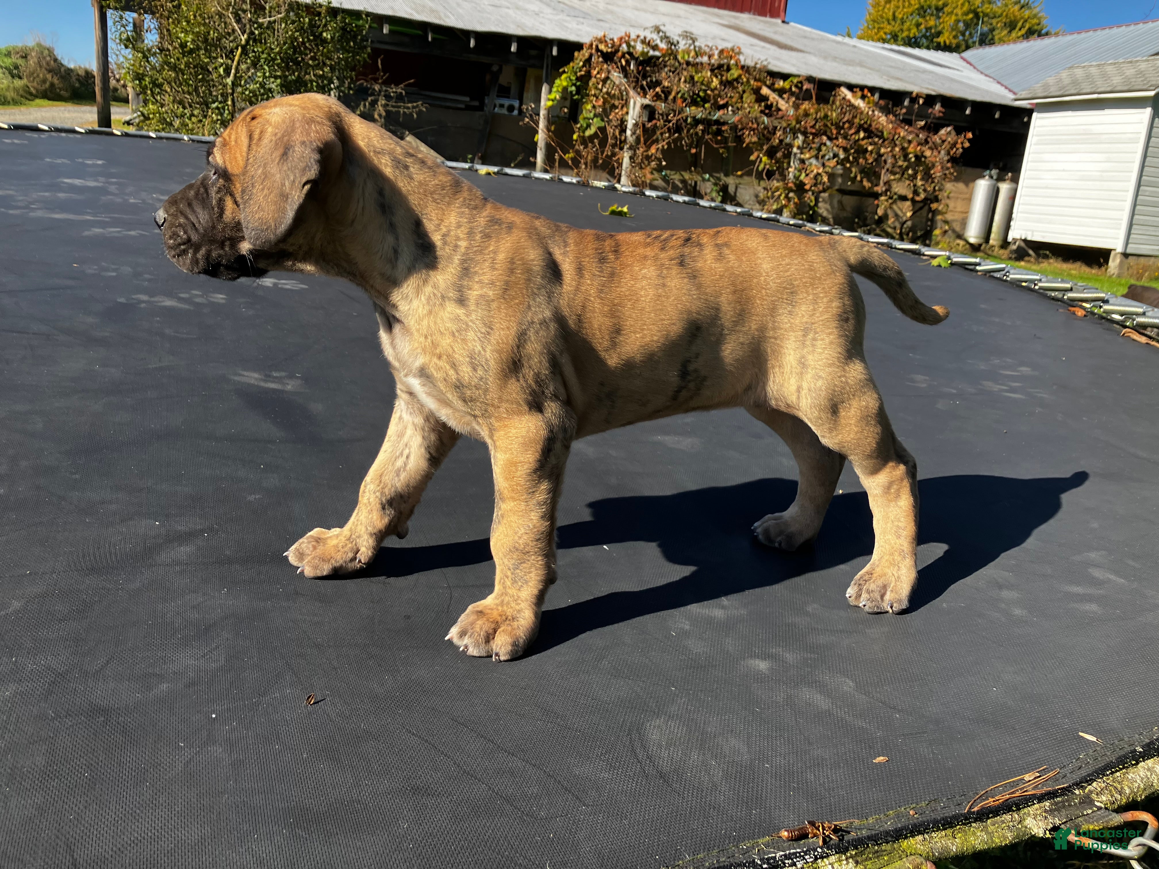 Great Dane dogs for sale: Lindy - Ad 3