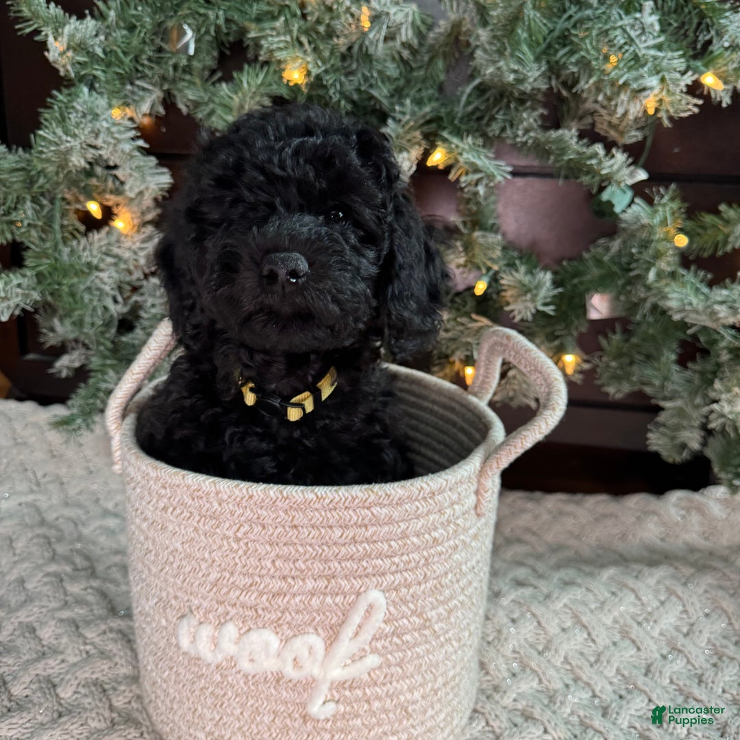 Mini Goldendoodle dogs for sale: Mini Goldendoodle Puppy 2 - Ad 4