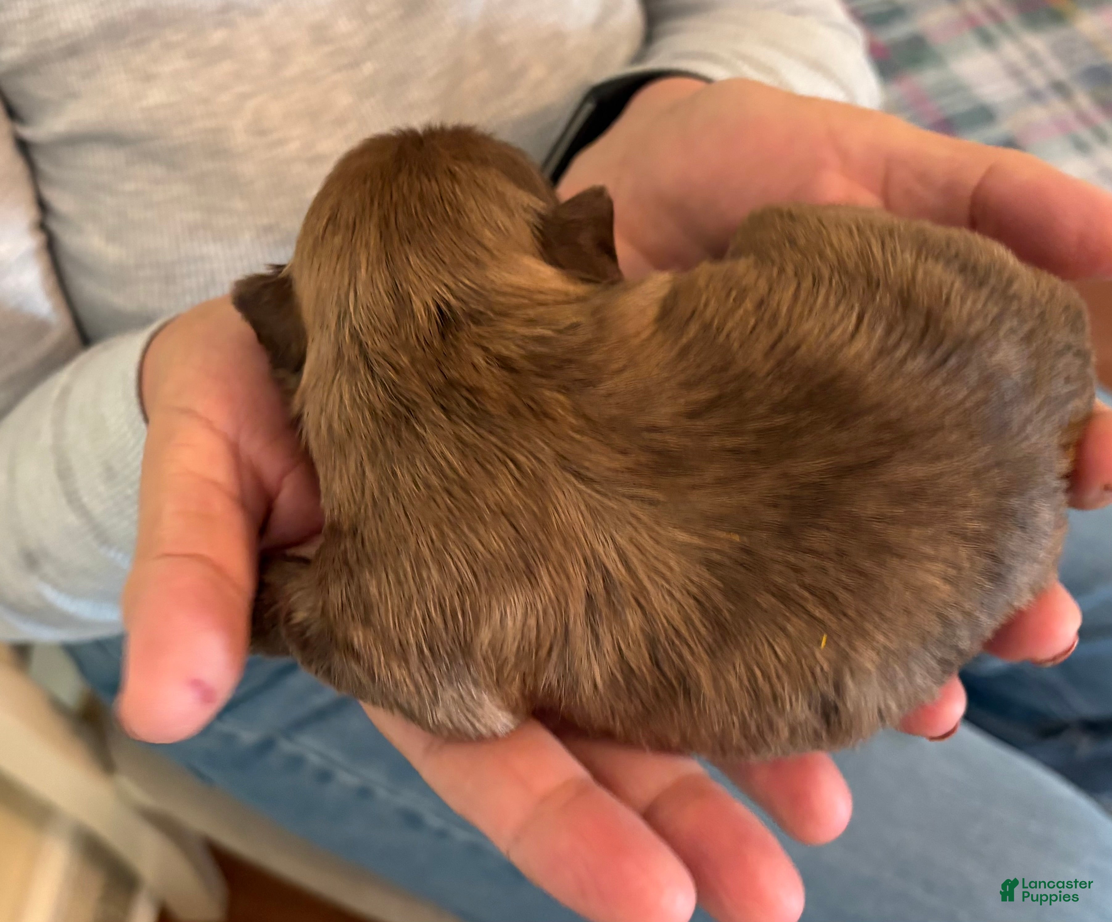 Shih Tzu dogs for sale: Yoko - Ad 1