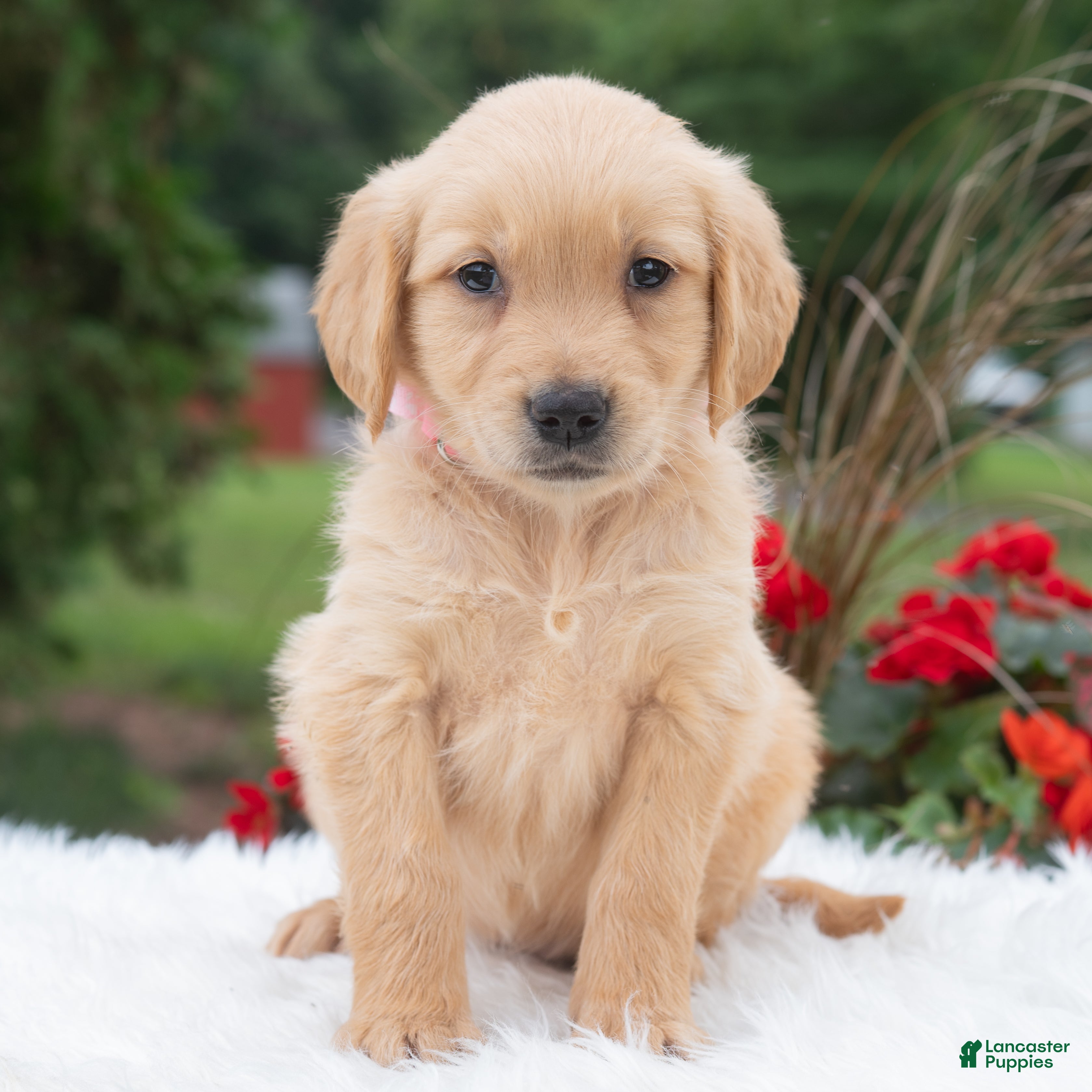 Golden Retriever dogs Harper  - Ad 1