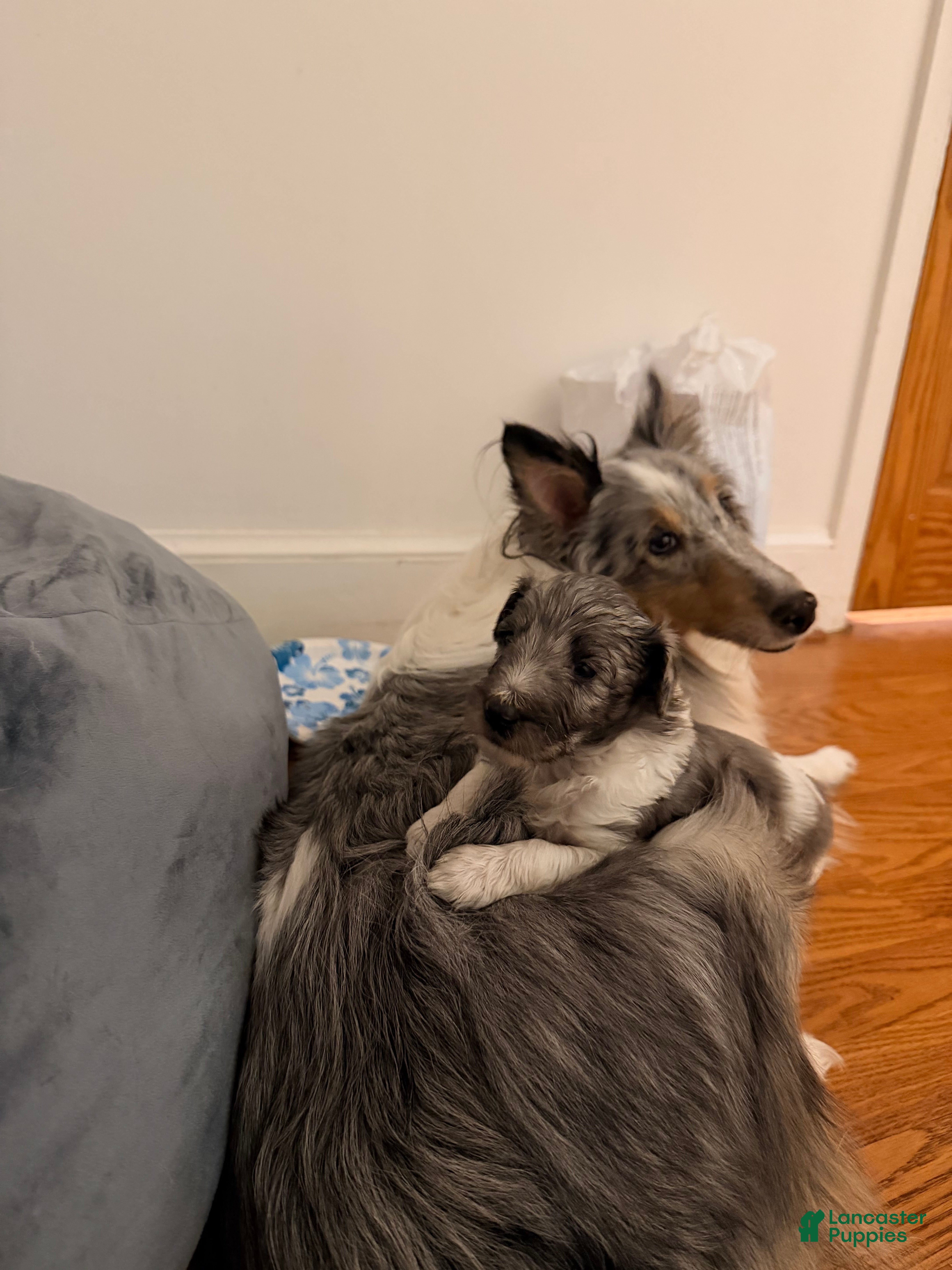 Sheltiedoodle dogs for sale: Blue - Ad 3