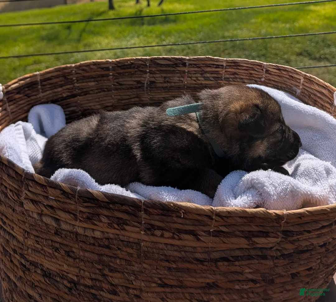 Mixed Breed dogs for sale: Blue Rasberry - Ad 2
