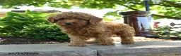 Toy Poodle dogs for sale: Sunny  - Ad 5