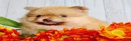 Pomeranian dogs for sale: Snickers - Ad 7