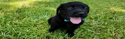 Labrador Retriever dogs for sale: Red - AKC English Lab - Ad 3