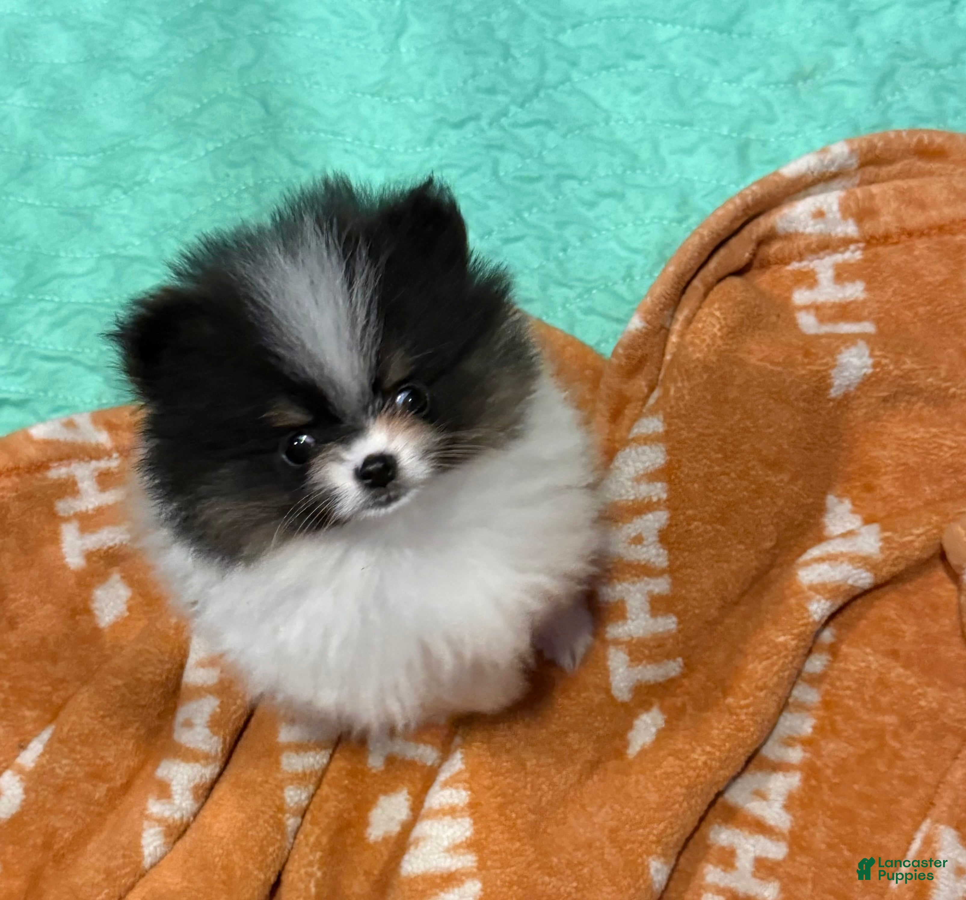 Pomeranian dogs Akc pebbles  - Ad 25