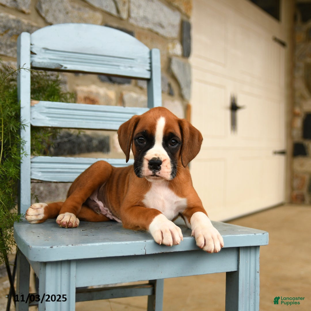 Boxer dogs for sale: Alpha - Ad 5