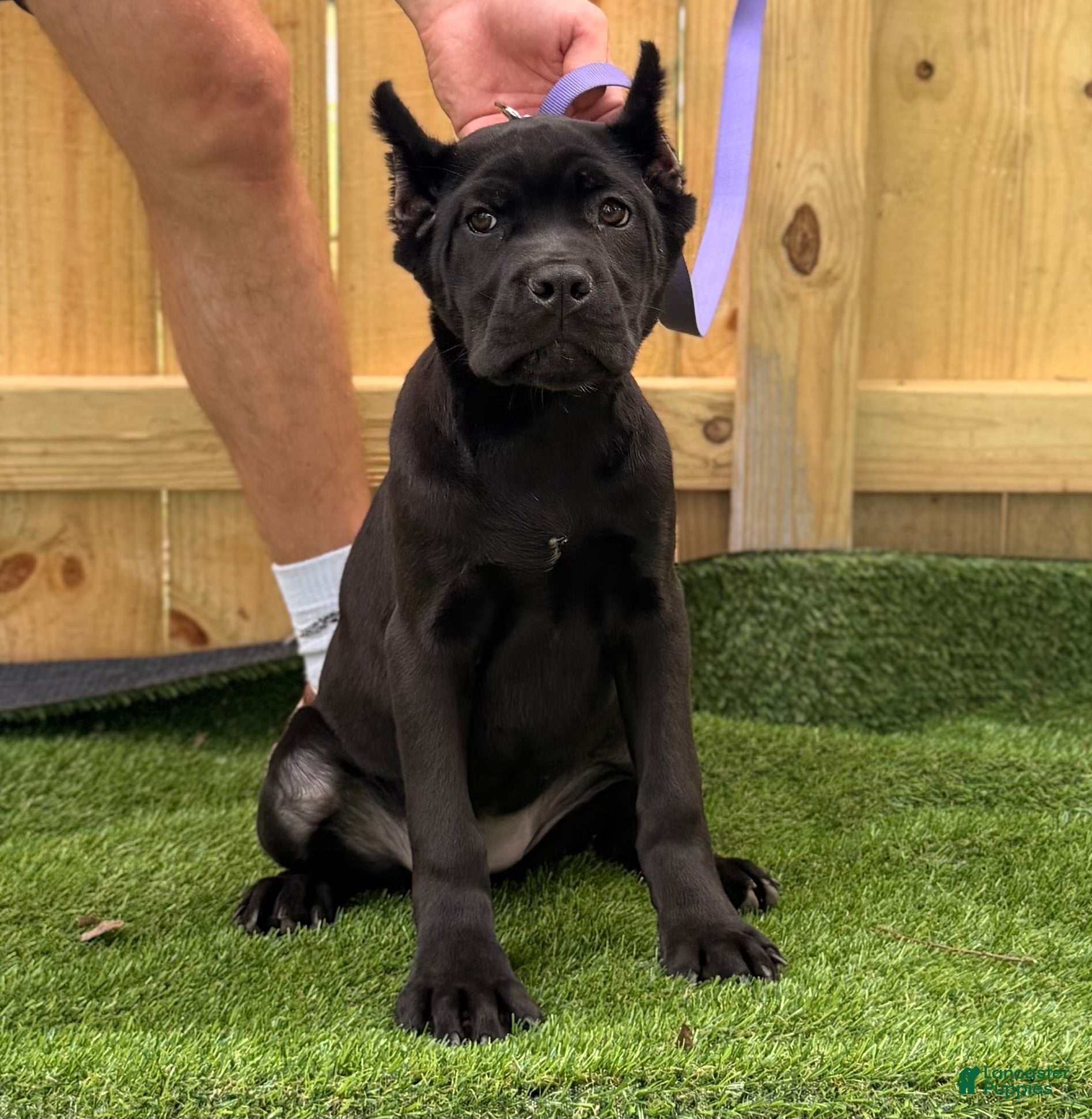 Cane Corso dogs OPHELIA - Ad 1
