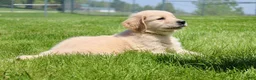 Golden Retriever dogs for sale: Fred - Ad 6
