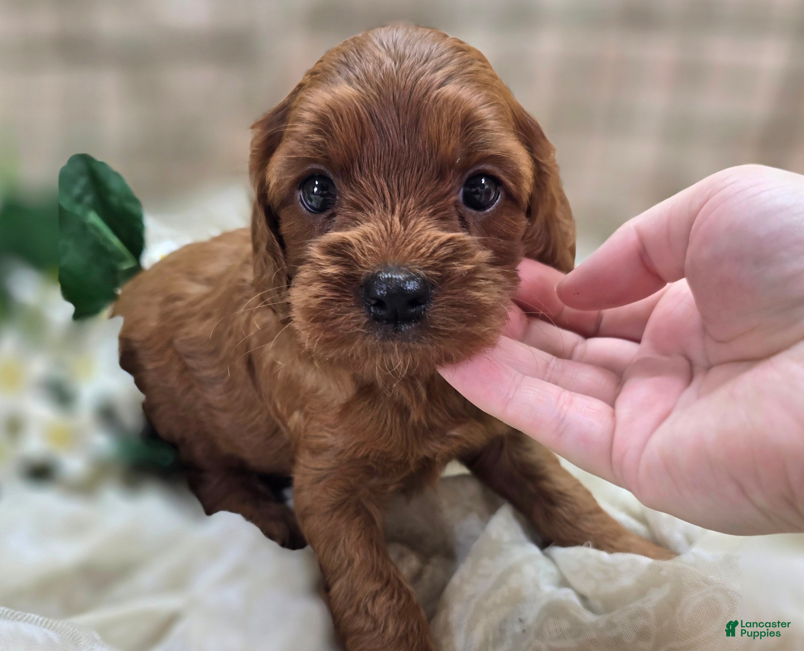 Cockapoo dogs Prada - Ad 21
