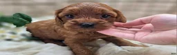 Cockapoo dogs for sale: Prada - Ad 12