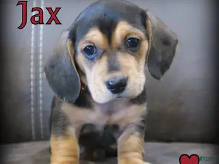 Miniature Dachshund dogs Jax - Ad 2