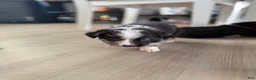 Australian Shepherd dogs for sale: Artemis  - Ad 4