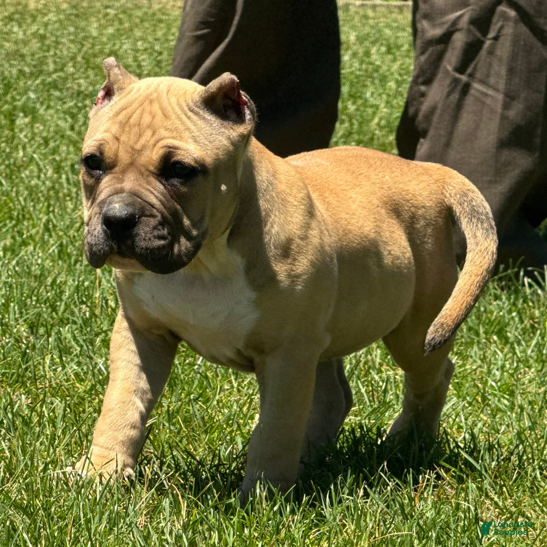 American Bully dogs Flora - Ad 2