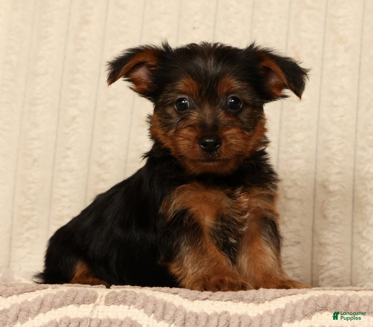 Yorkshire Terrier dogs Lucky - Ad 1