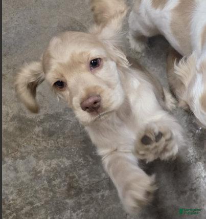 Cocker Spaniel dogs Max - Ad 1