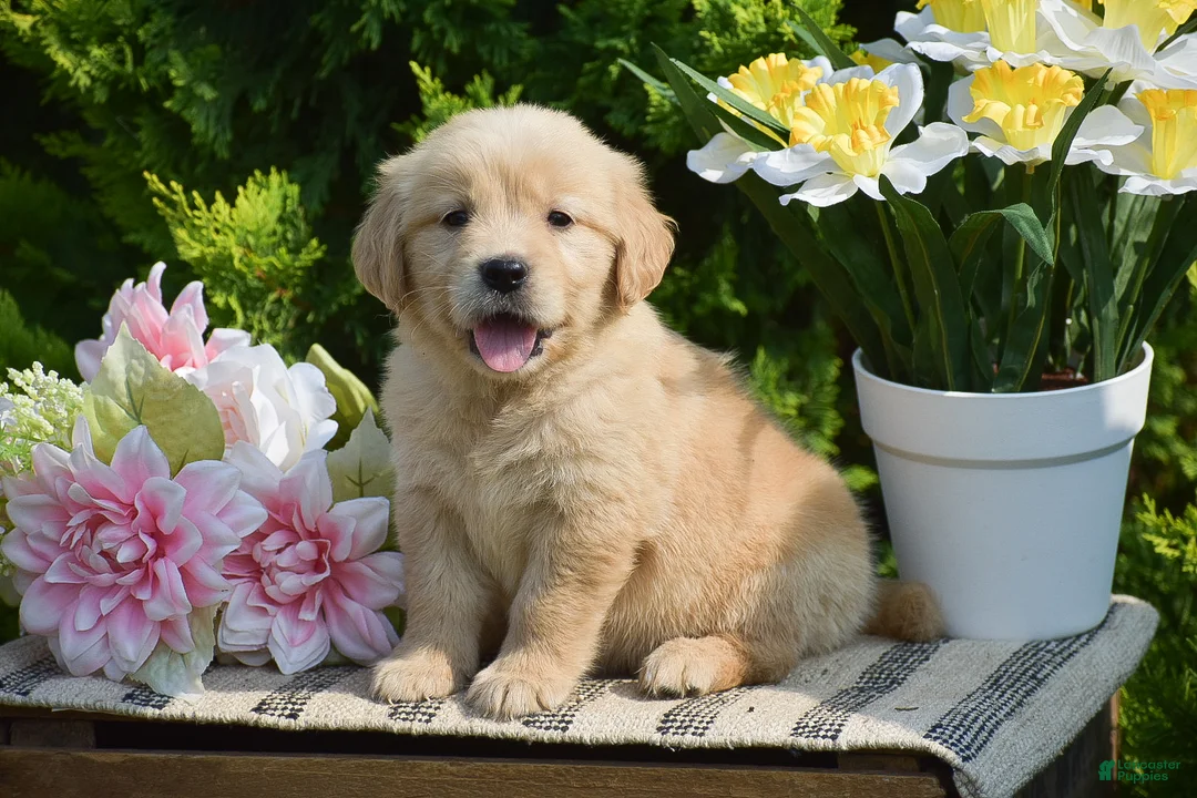 Golden Retriever dogs for sale: Freya - Ad 1