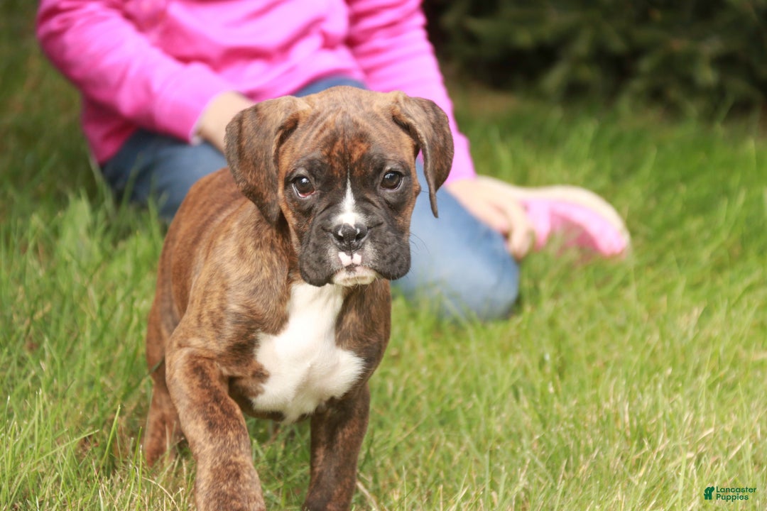 Boxer dogs for sale: Boxer Puppy 4 - Ad 6