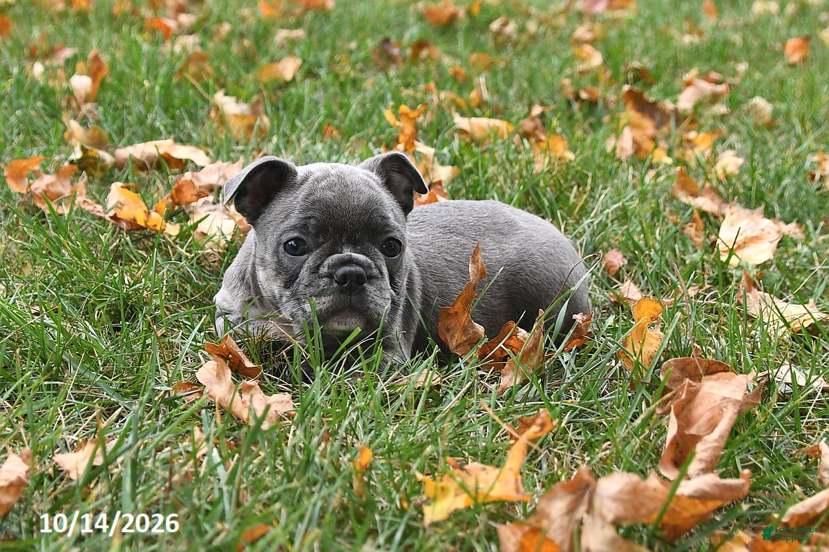 Frenchton dogs Pepper - Ad 2