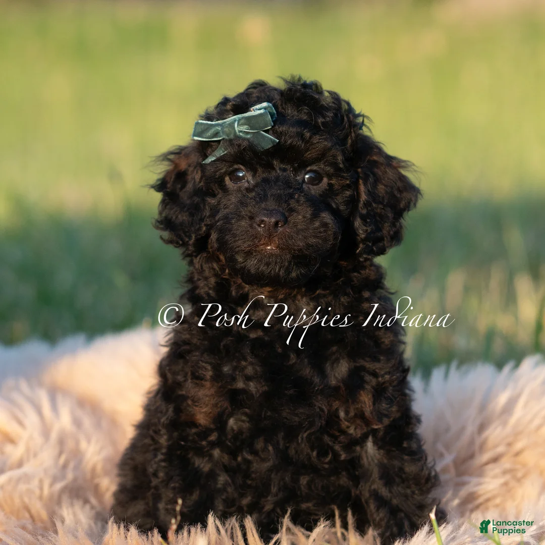 Toy Poodle dogs for sale: Shadow AKC - Ad 2