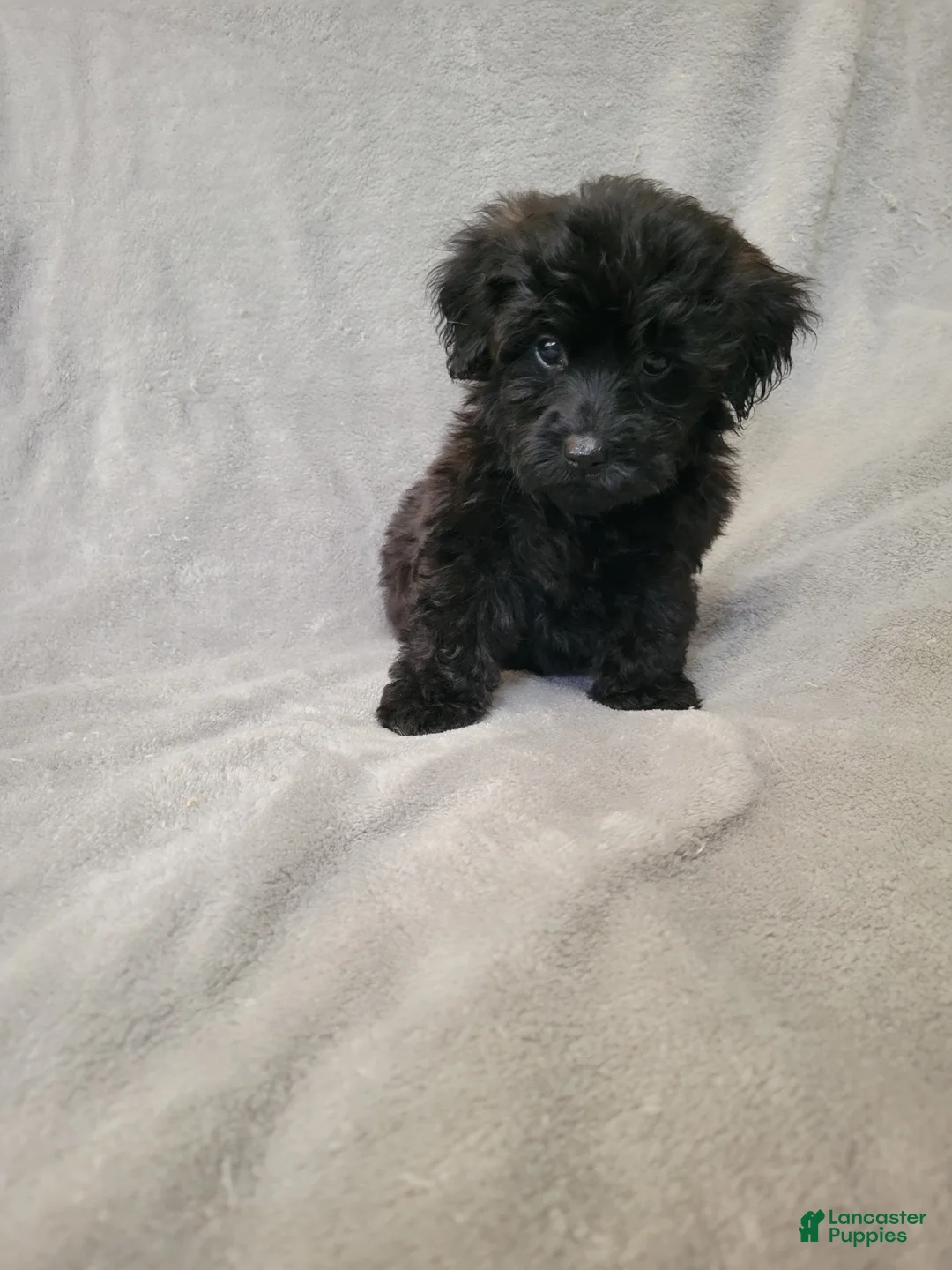 Yorkiepoo dogs for sale: Yorkiepoo 1 - Ad 4
