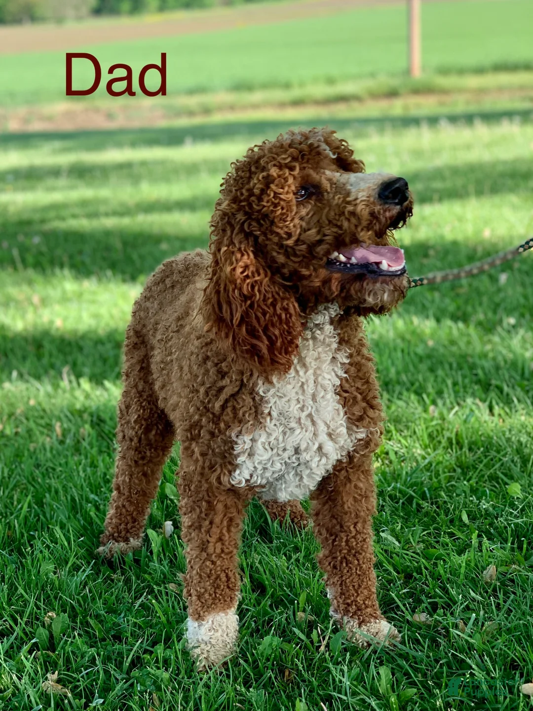 Irish Doodle dogs for sale: Roscoe - Ad 15