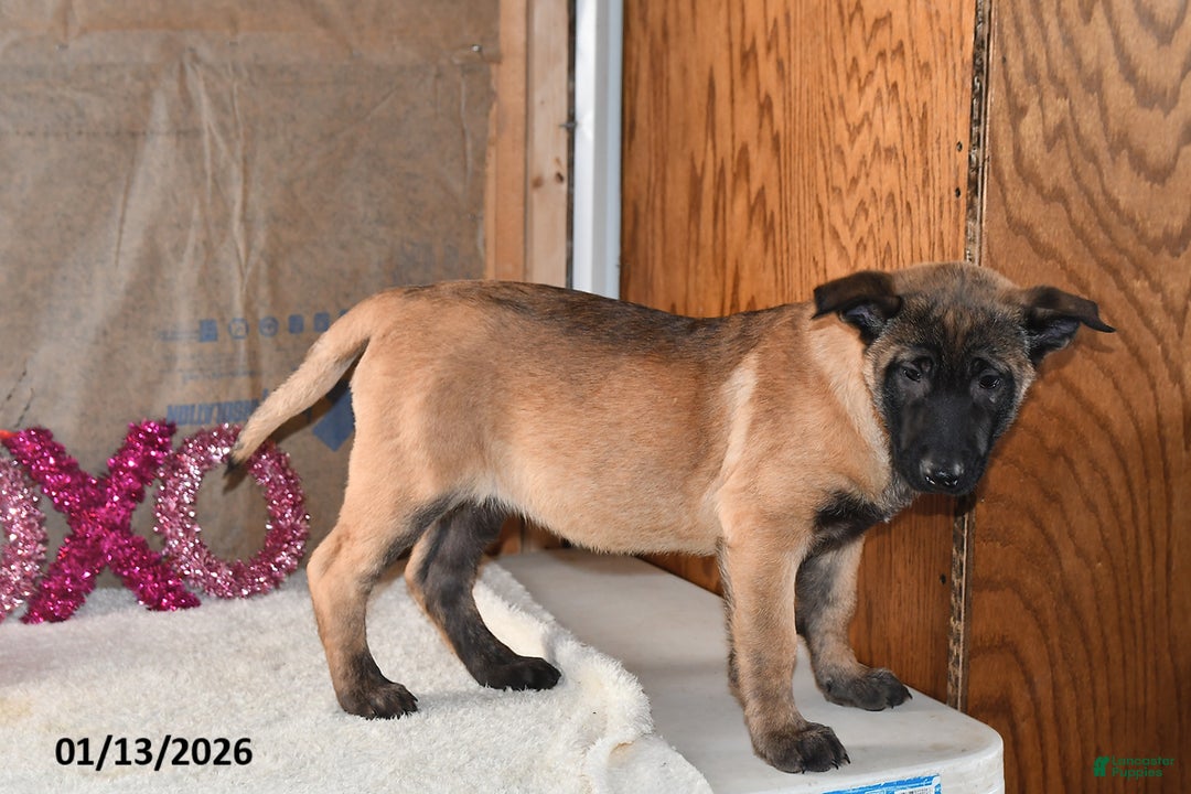 Belgian Malinois dogs for sale: Scarlet - Ad 3