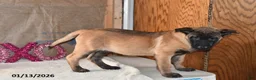Belgian Malinois dogs for sale: Scarlet - Ad 8