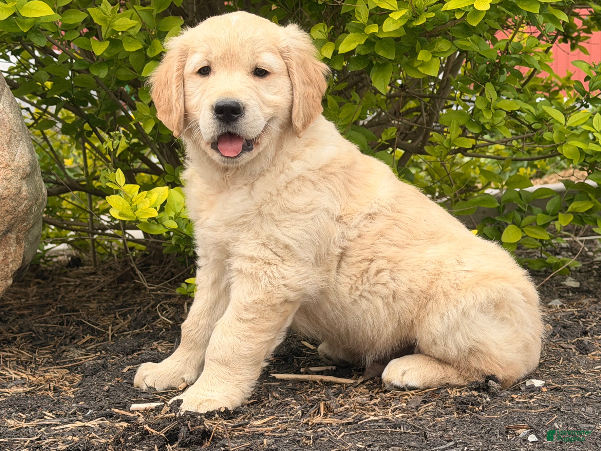Golden Retriever dogs Max - Ad 1