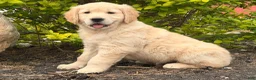 Golden Retriever dogs for sale: Max - Ad 1
