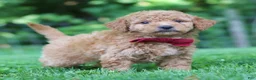 Mini Goldendoodle dogs for sale: Pickles - Ad 4