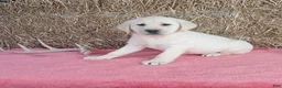 Labrador Retriever dogs for sale: Bailey  - Ad 1