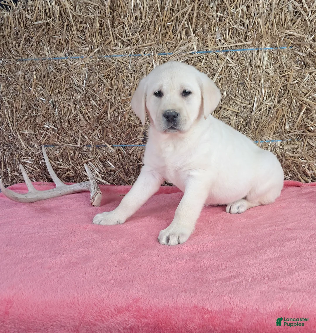 Labrador Retriever dogs for sale: Bailey  - Ad 1