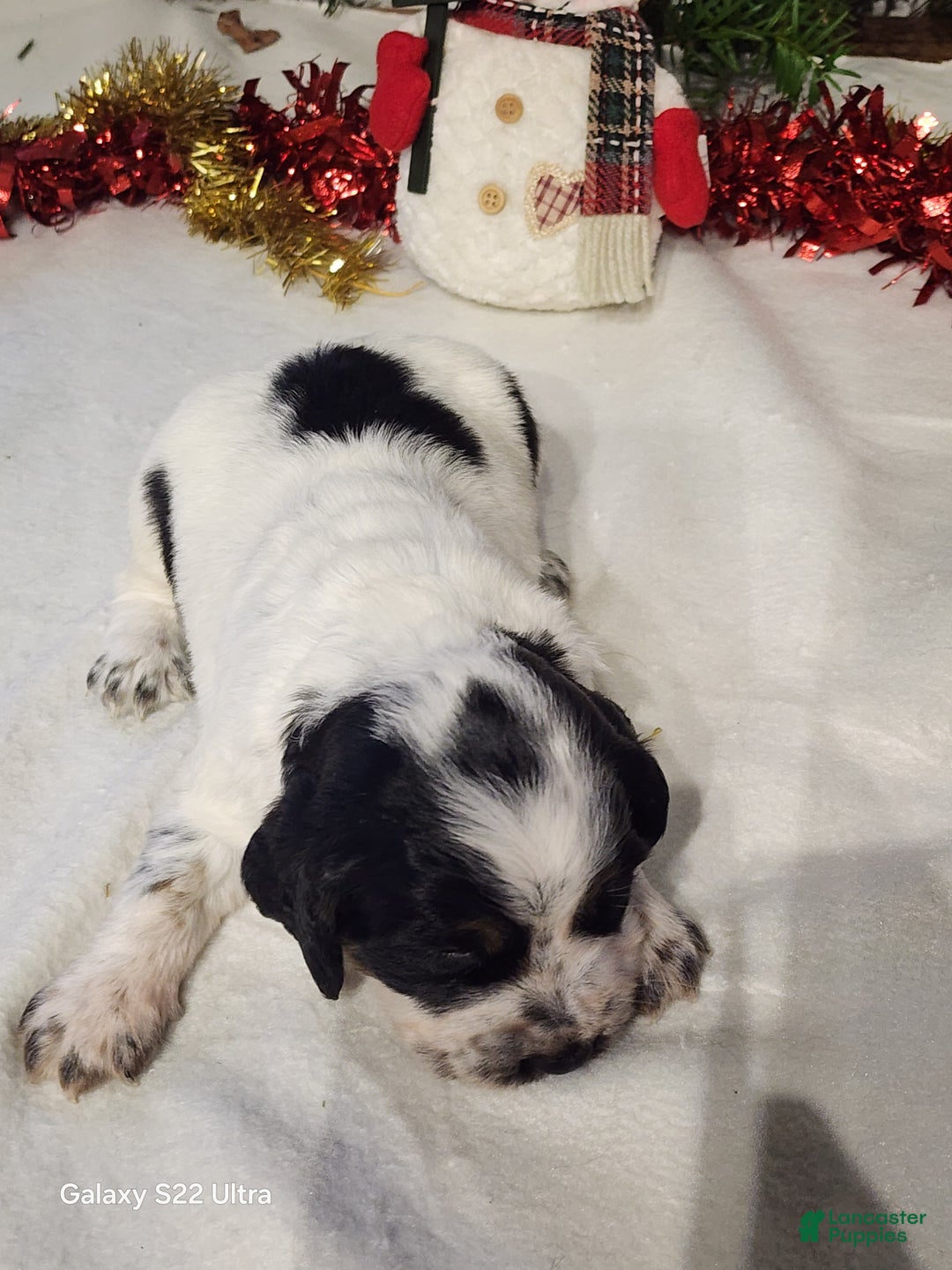 English Springer Spaniel dogs for sale: Mack - Ad 3