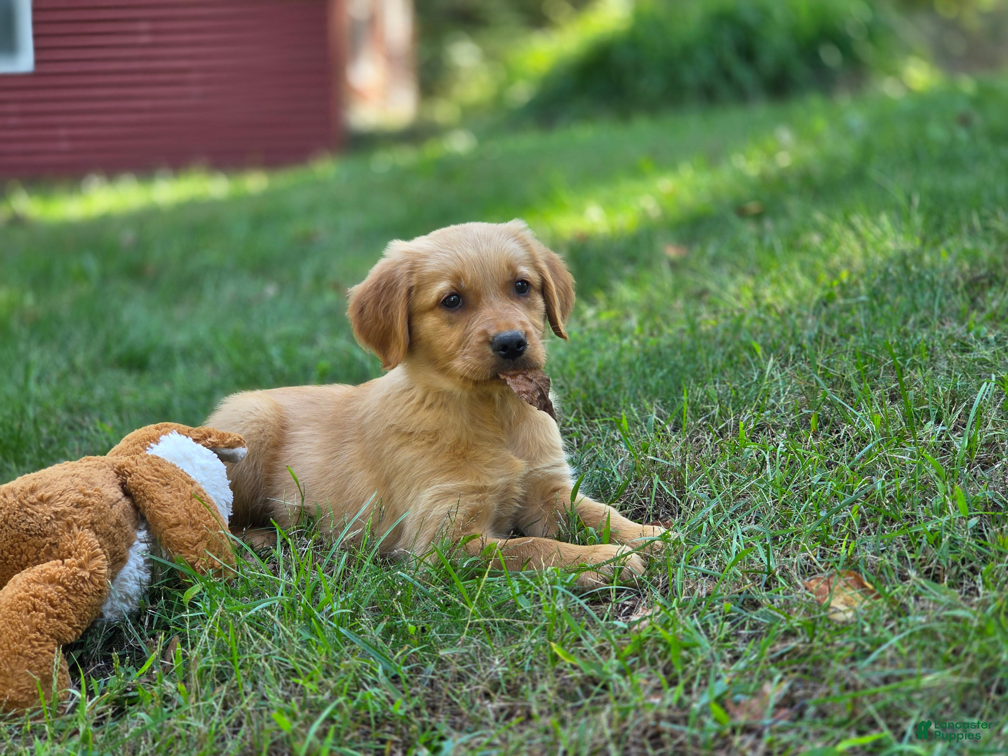 Golden Retriever dogs Jo Golden Retriever  - Ad 2
