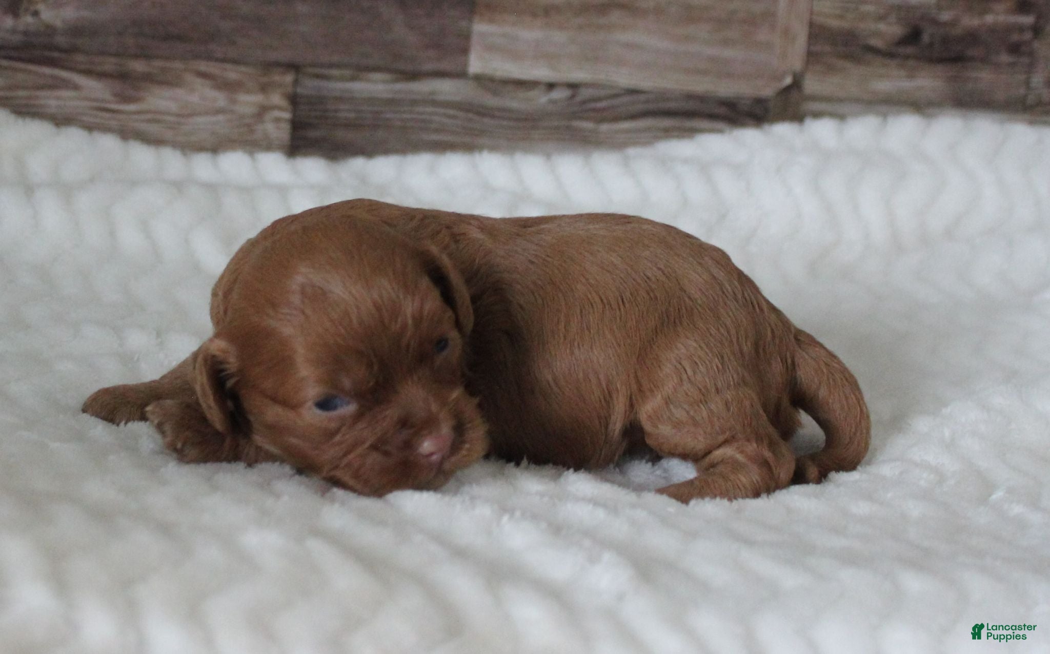 Cavapoo dogs #2 Female of Tara - Ad 8