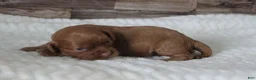 Cavapoo dogs for sale: #2 Female of Tara - Ad 1