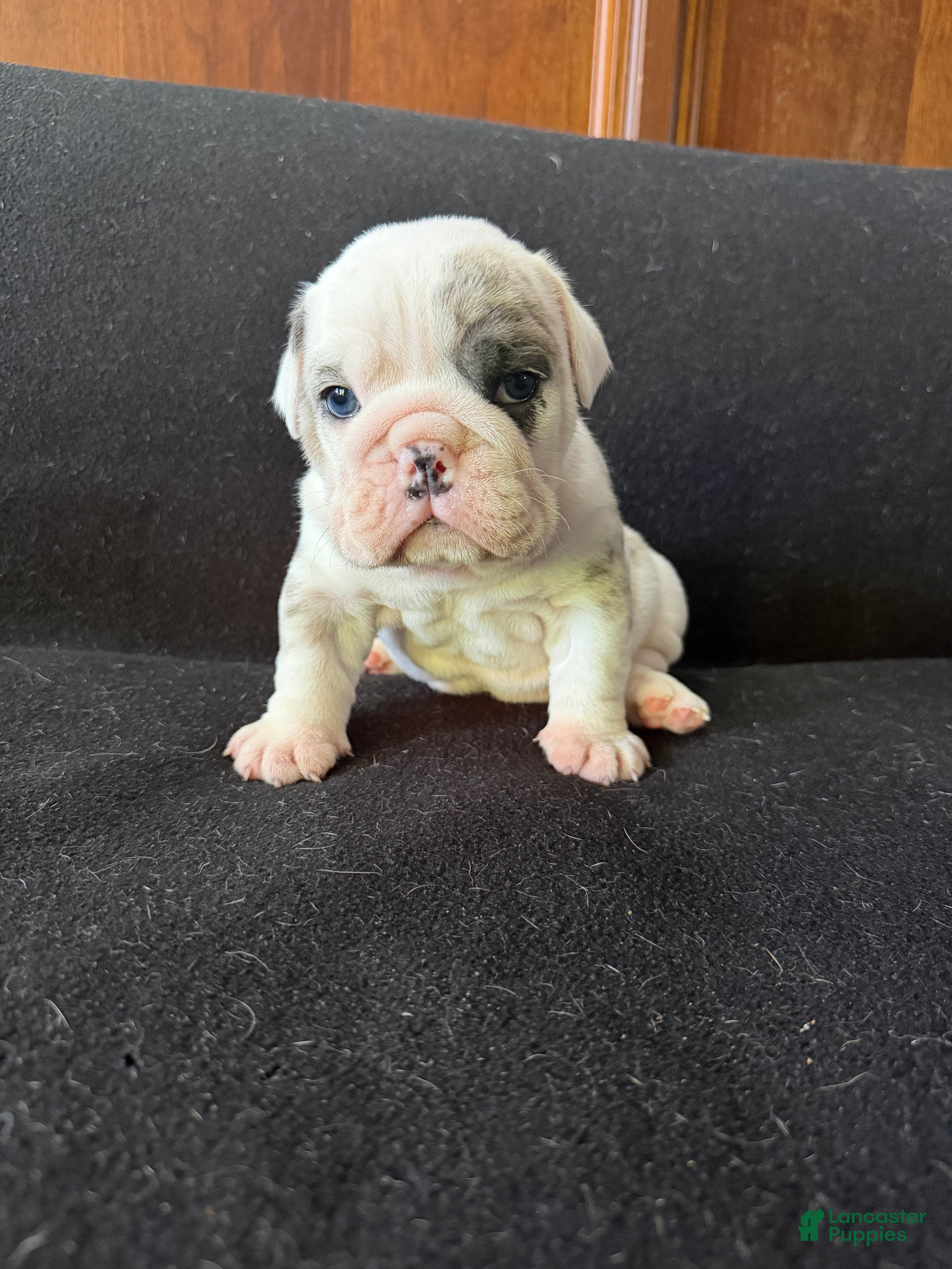 English Bulldog dogs for sale: Pied Merle male - Ad 2
