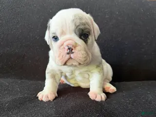 English Bulldog dogs Pied Merle male - Ad 1